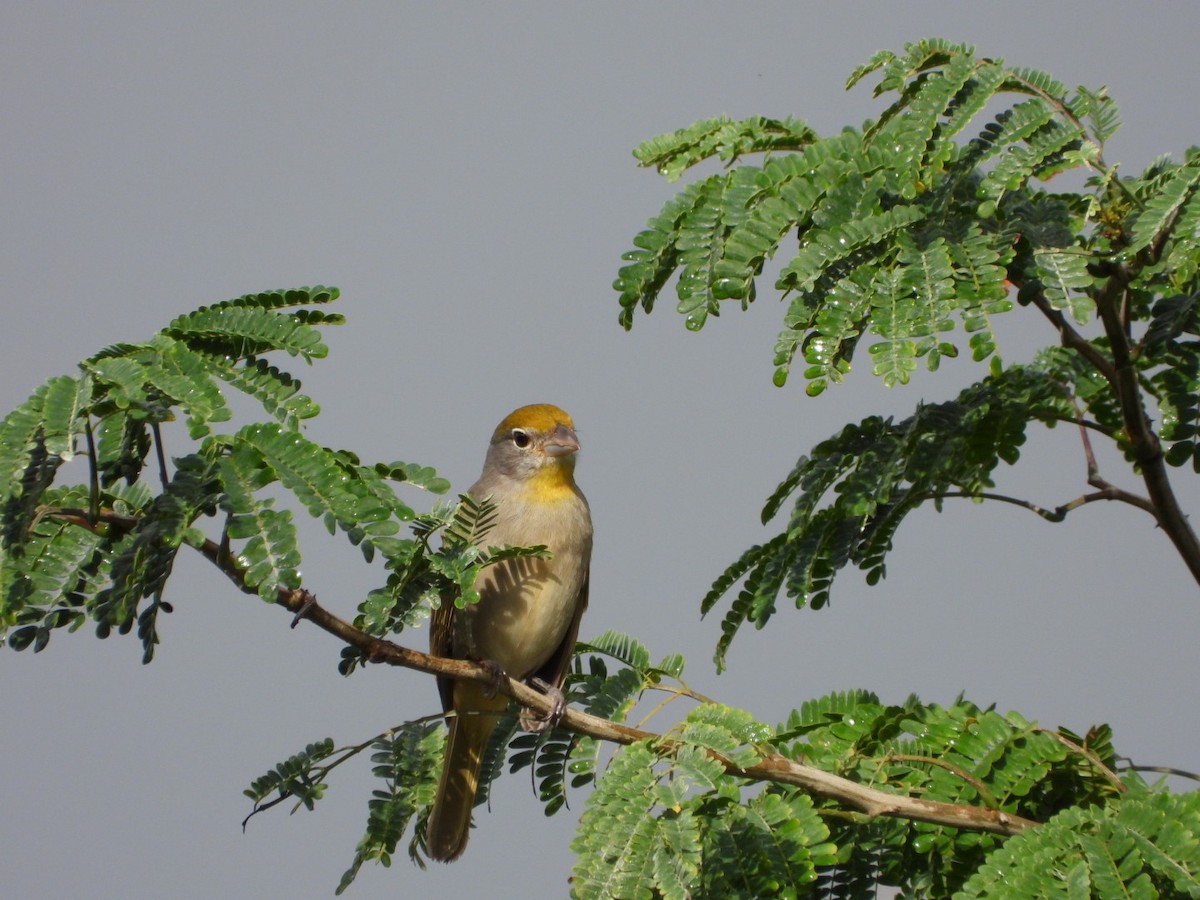 Rose-throated Tanager - ML614338936