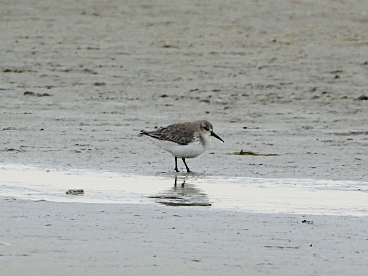 Dunlin - AC Verbeek