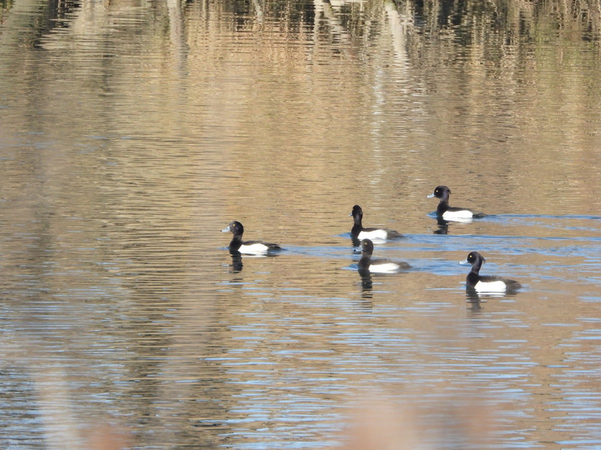 Tufted Duck - ML614338962