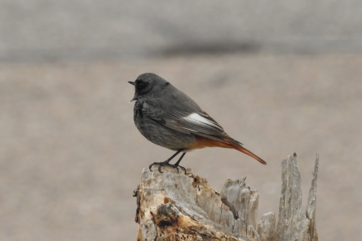 Мойлон гал сүүлт - ML614339005