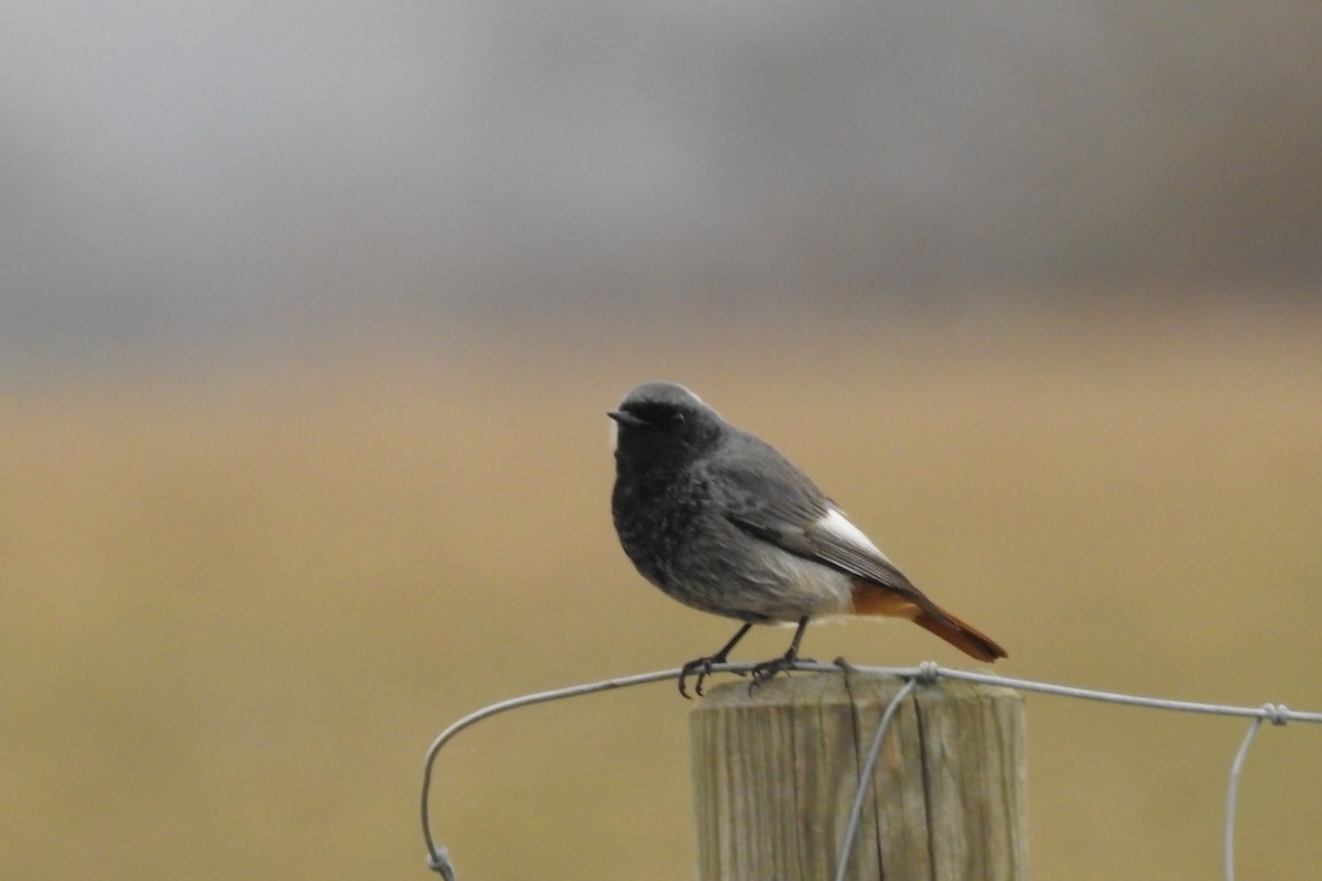 Мойлон гал сүүлт - ML614339006