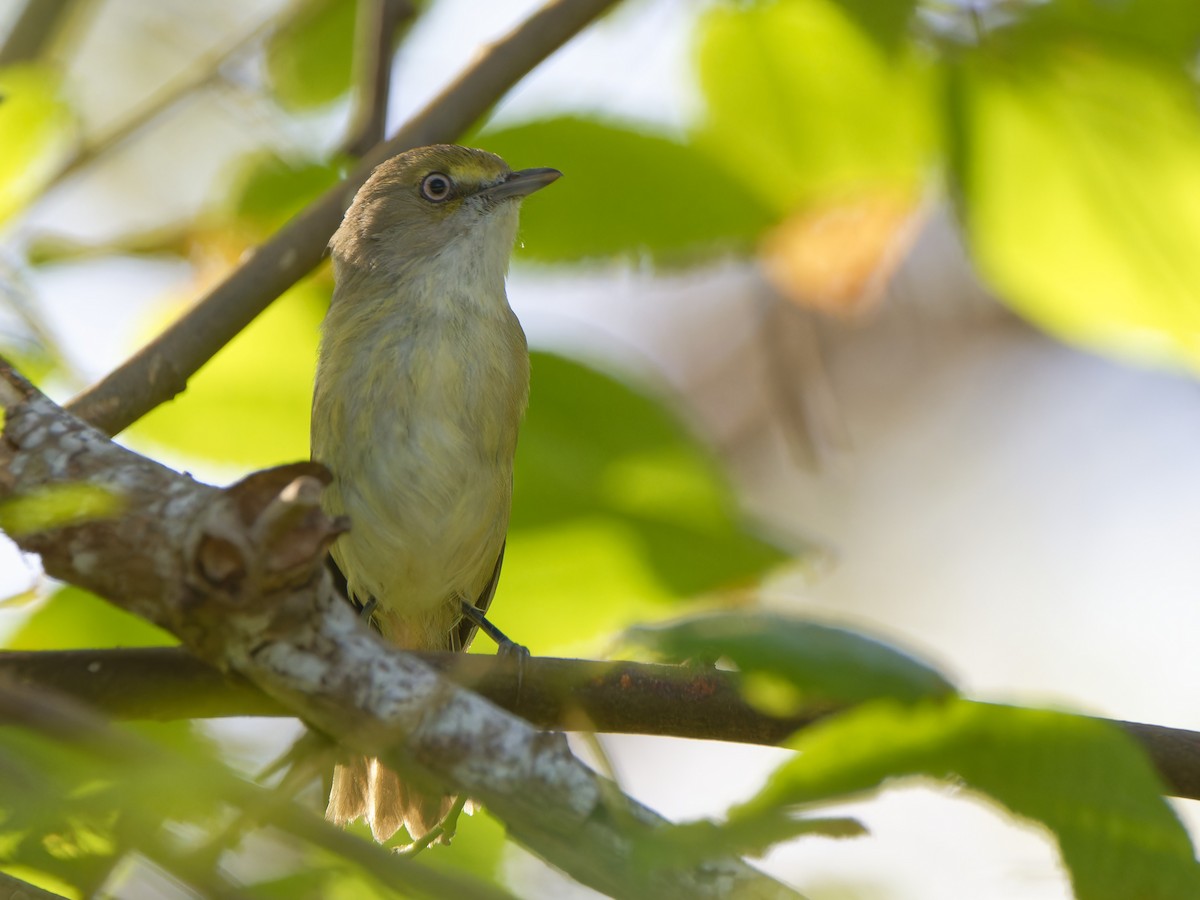 San Andres Vireo - ML614339014