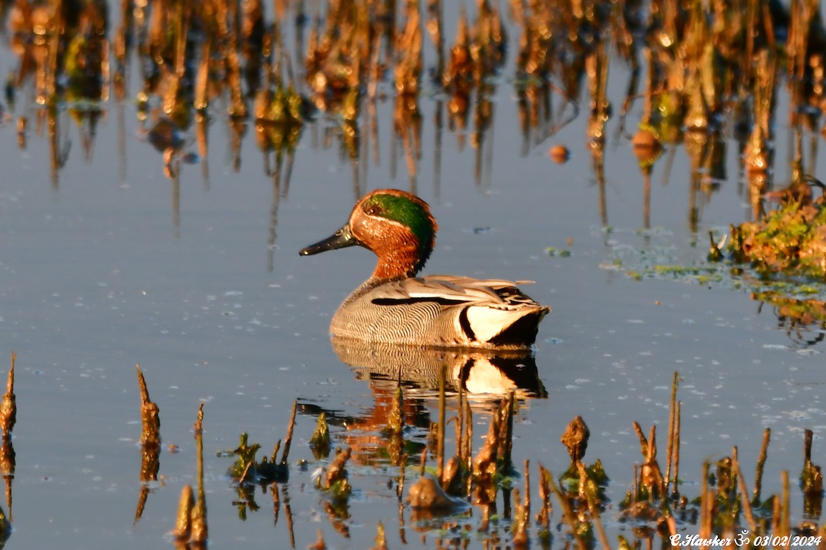 Green-winged Teal - ML614339115