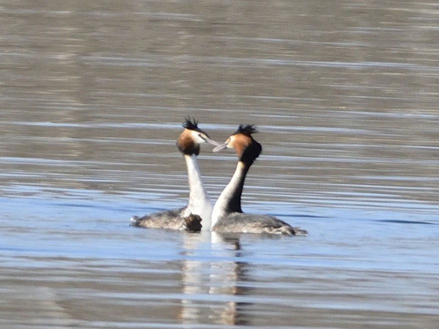 Great Crested Grebe - ML614339127