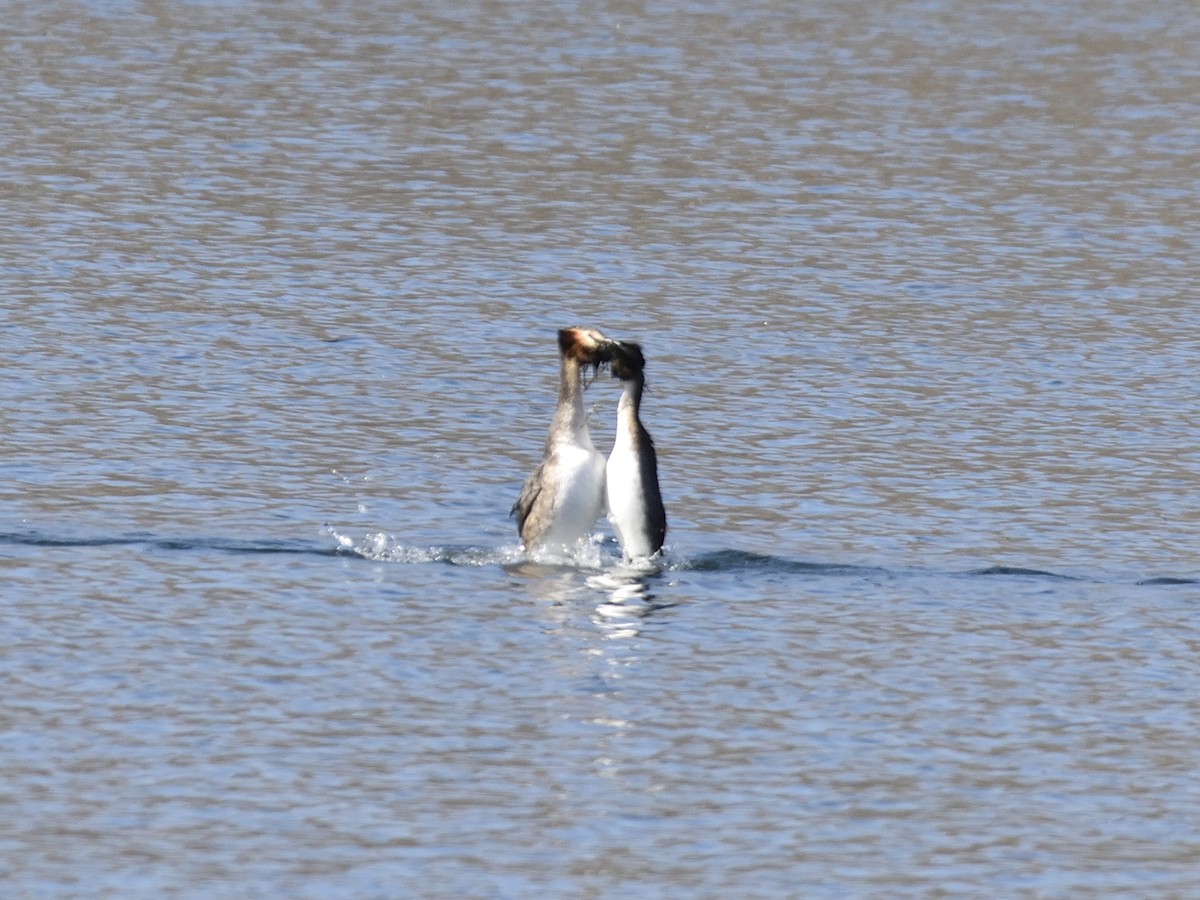 Great Crested Grebe - ML614339131