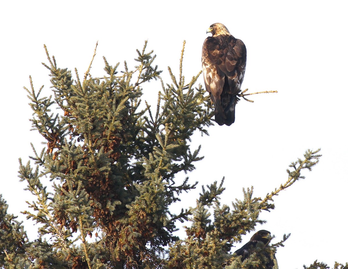 Golden Eagle - Rick Hughes