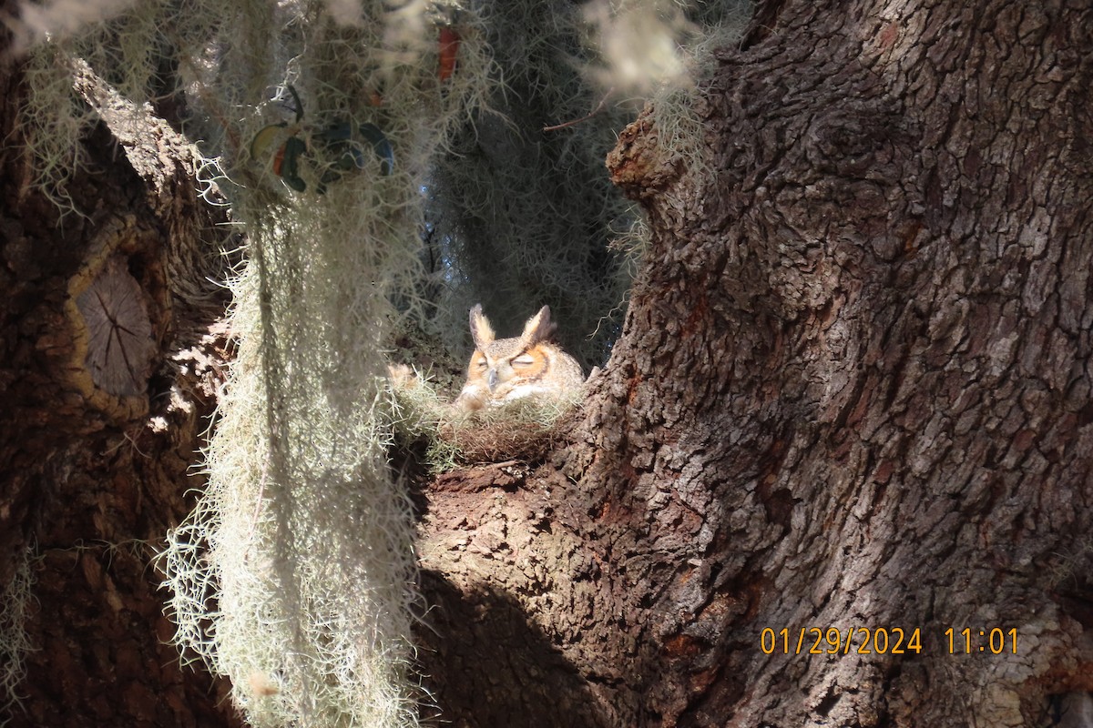 Great Horned Owl - ML614339210