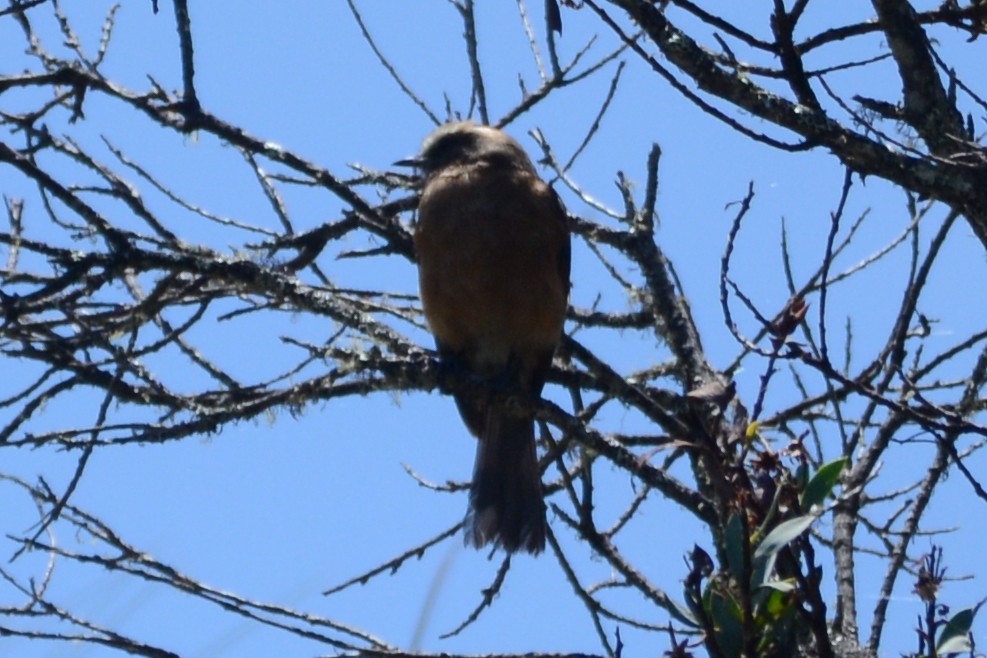 Brown-backed Chat-Tyrant - ML614339245