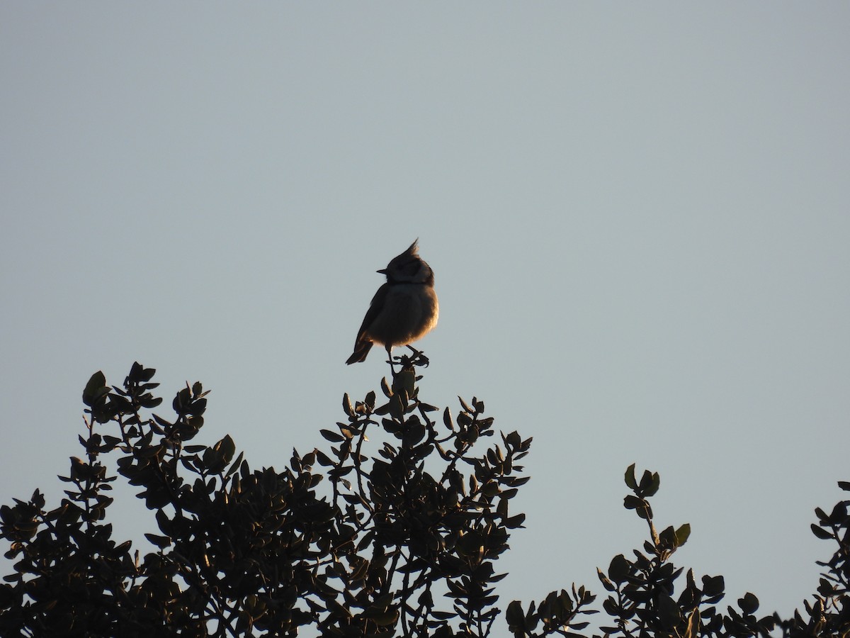 Crested Tit - ML614339262