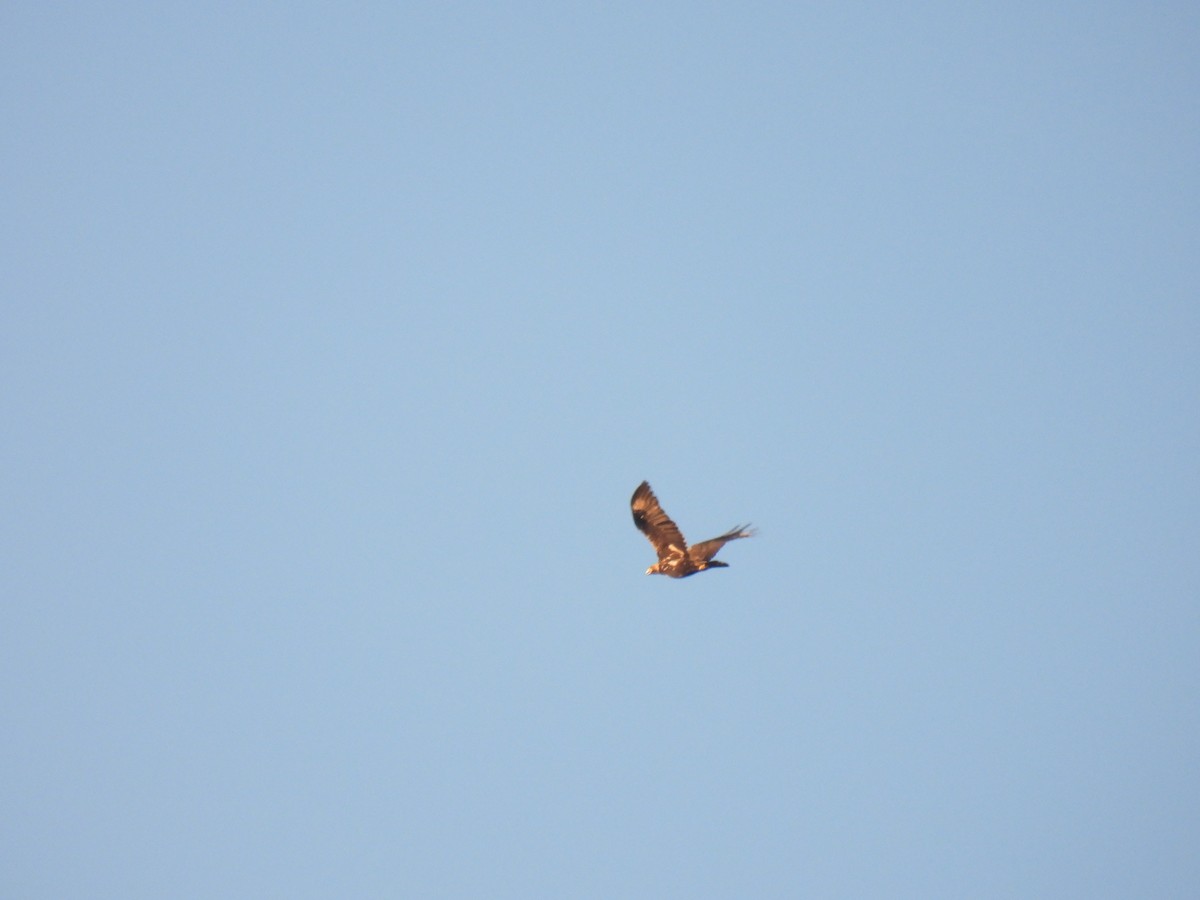 Spanish Eagle - ML614339295