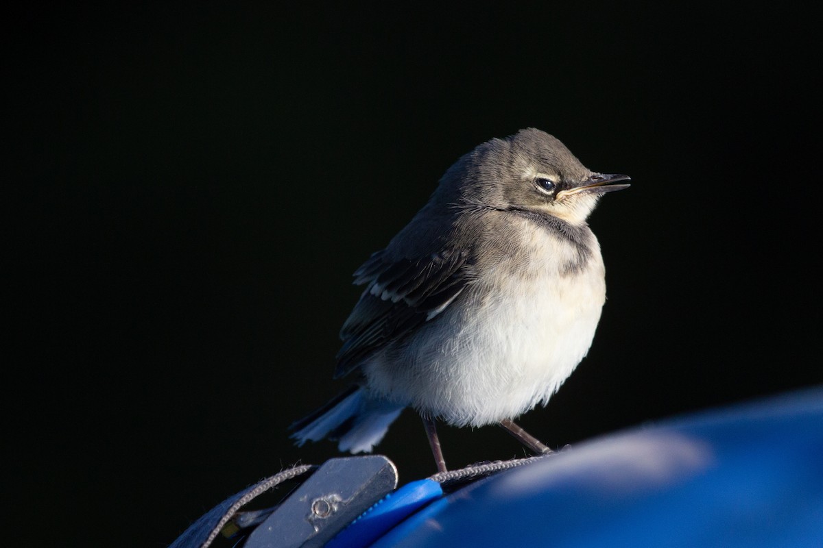 Cape Wagtail - ML614339305