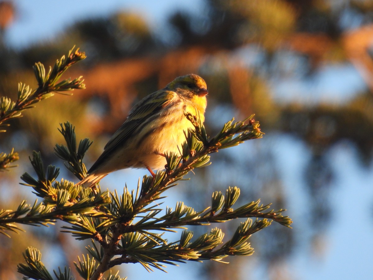European Serin - ML614339308