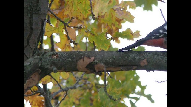 Syrian Woodpecker - ML614339309