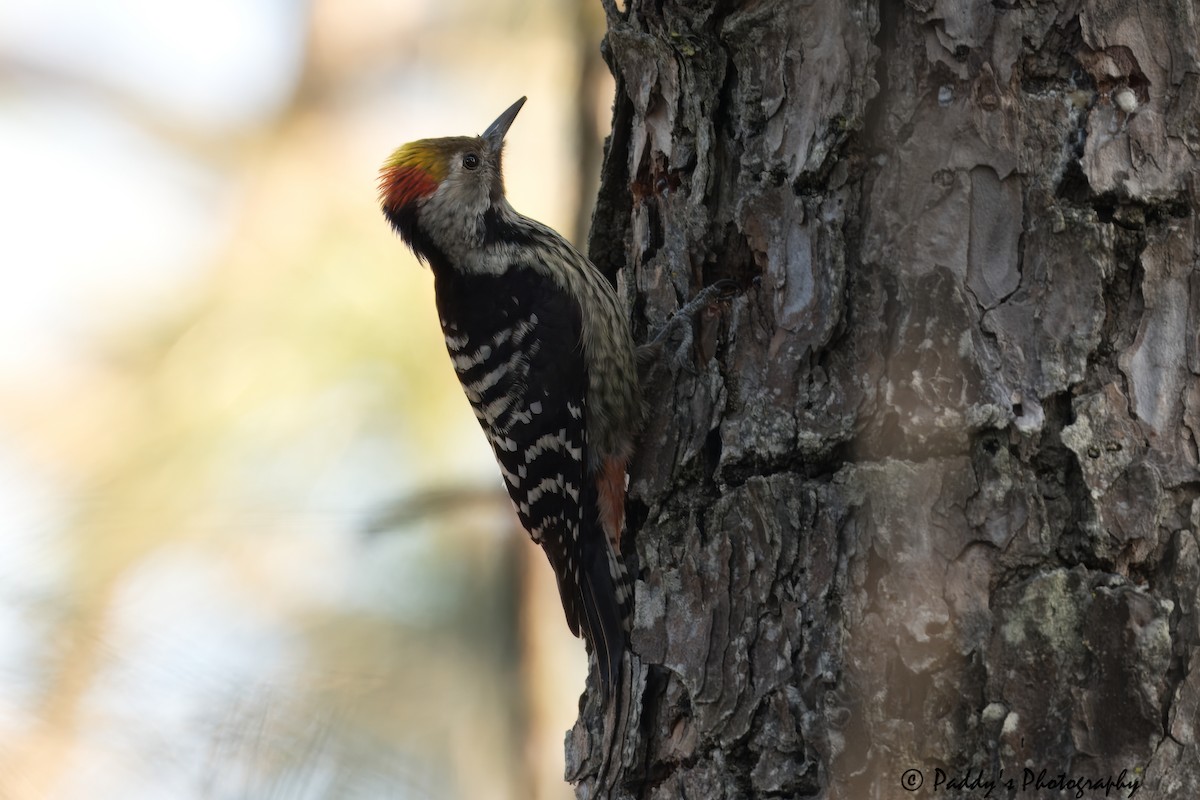 Brown-fronted Woodpecker - ML614339320
