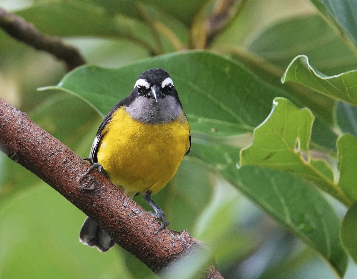 Bananaquit - Mary Eyman