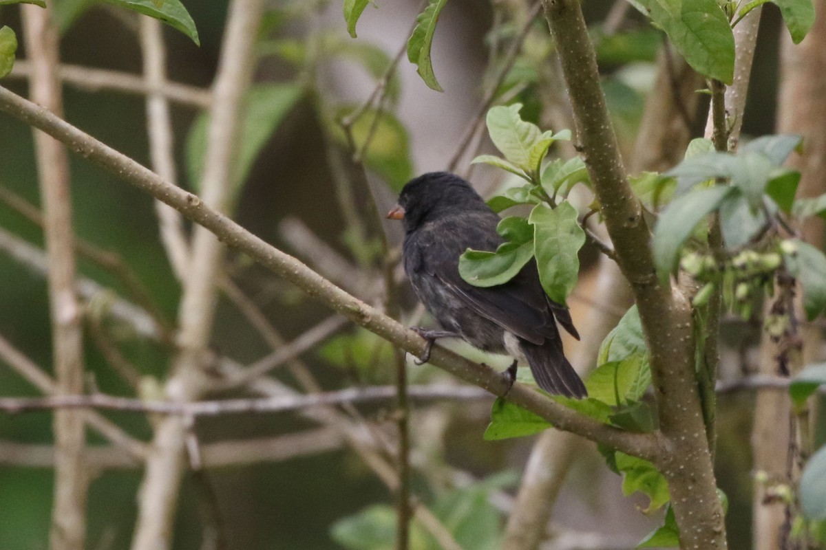 Small Ground-Finch - ML614339397