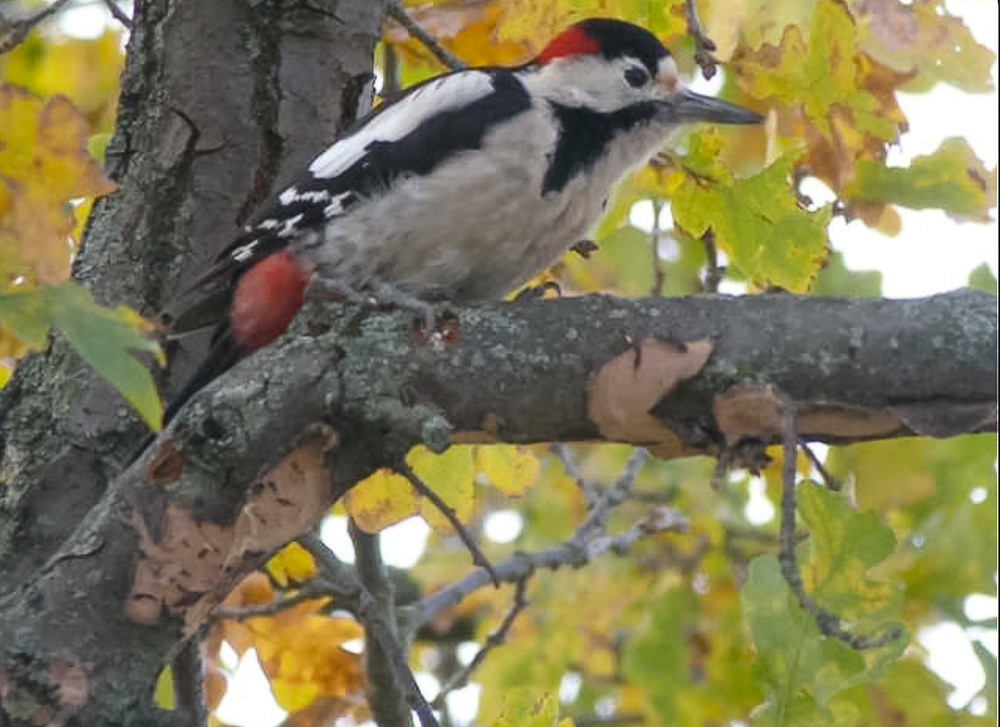 Syrian Woodpecker - ML614339404