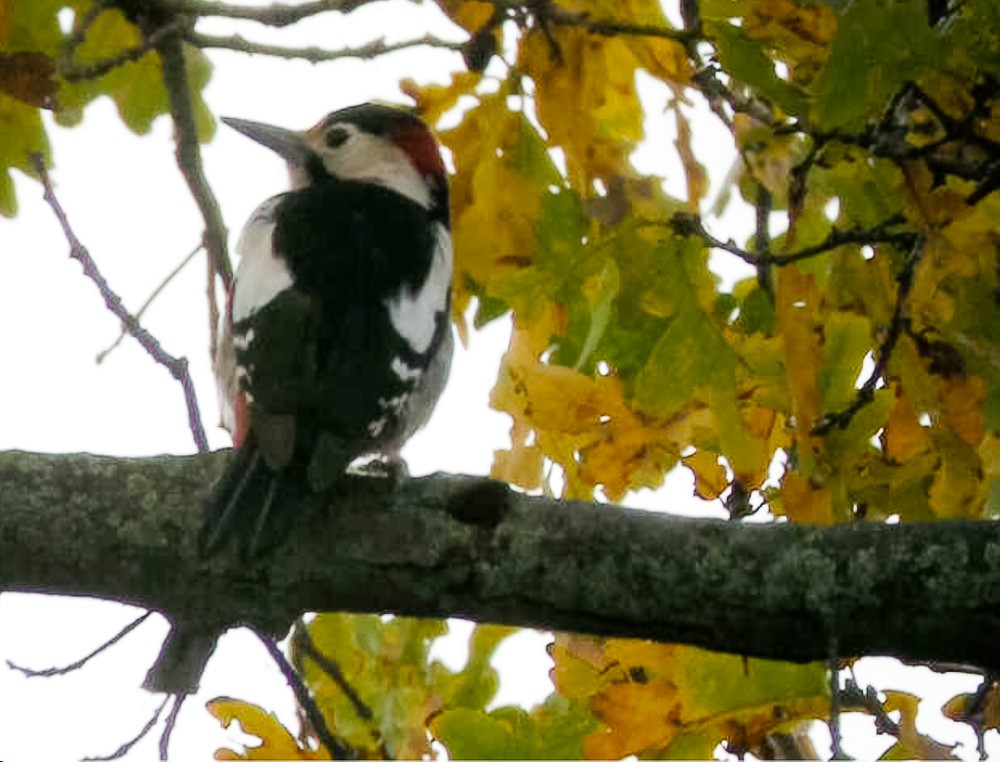 Syrian Woodpecker - ML614339405