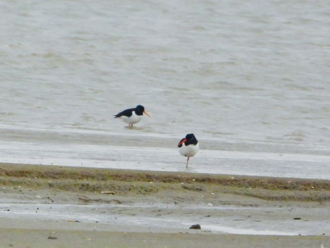 Eurasian Oystercatcher - AC Verbeek