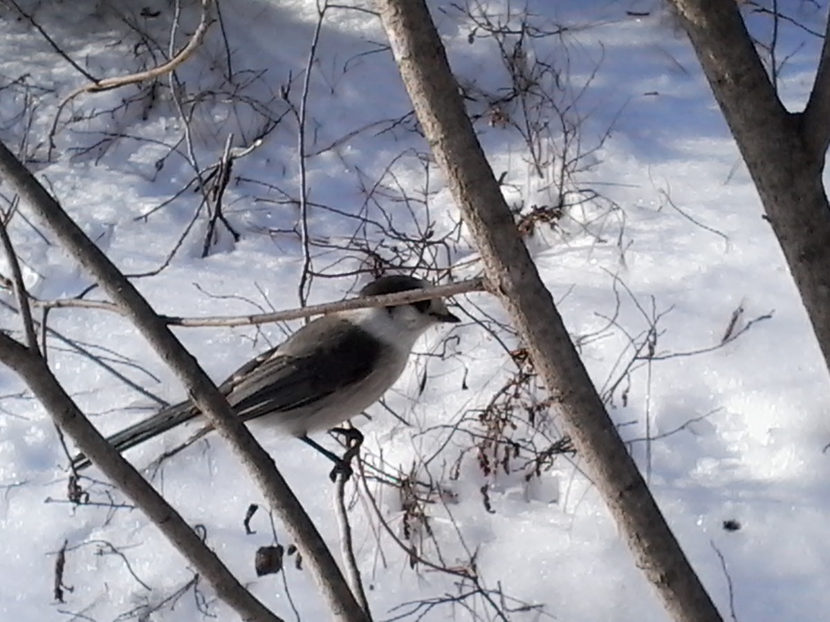 Canada Jay (Boreal) - Brian Shulist