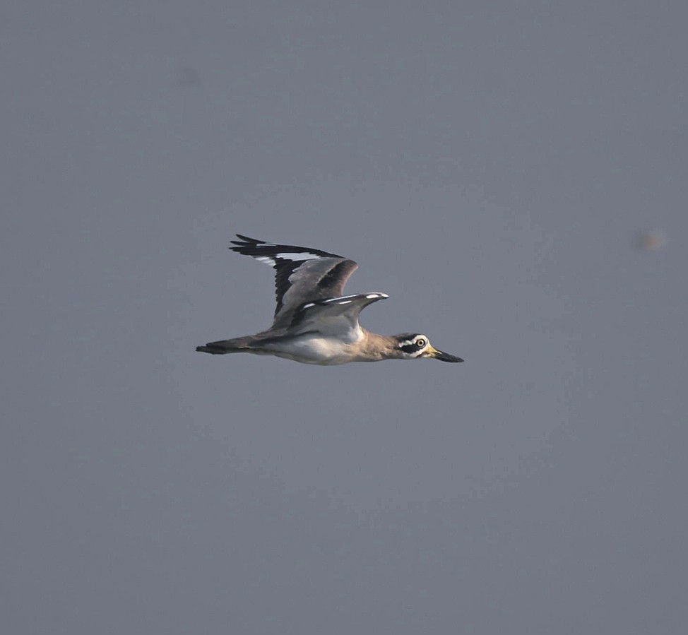 Great Thick-knee - ML614339454