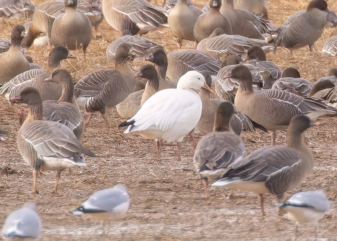 Snow Goose - ML614339467