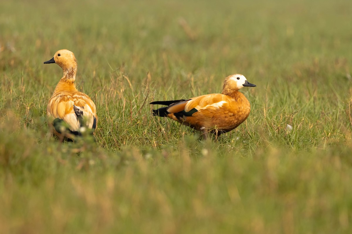 Ruddy Shelduck - ML614339525