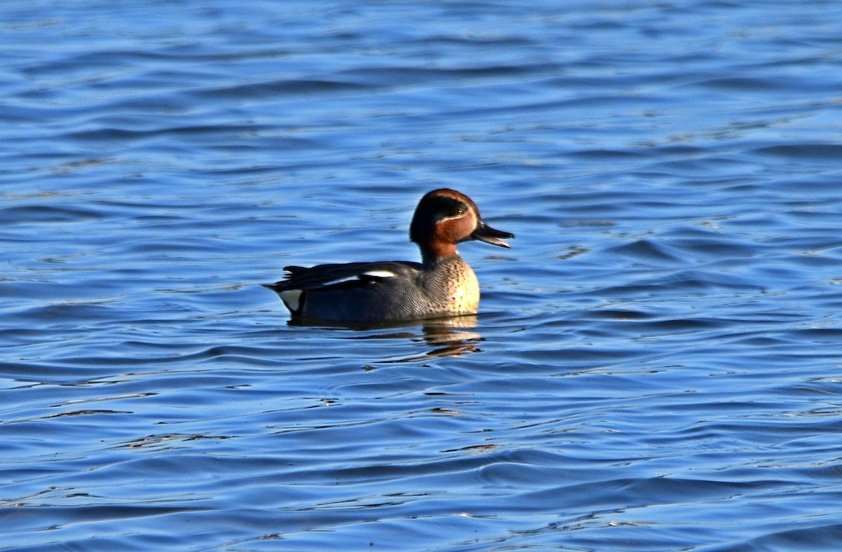 Green-winged Teal - ML614339587