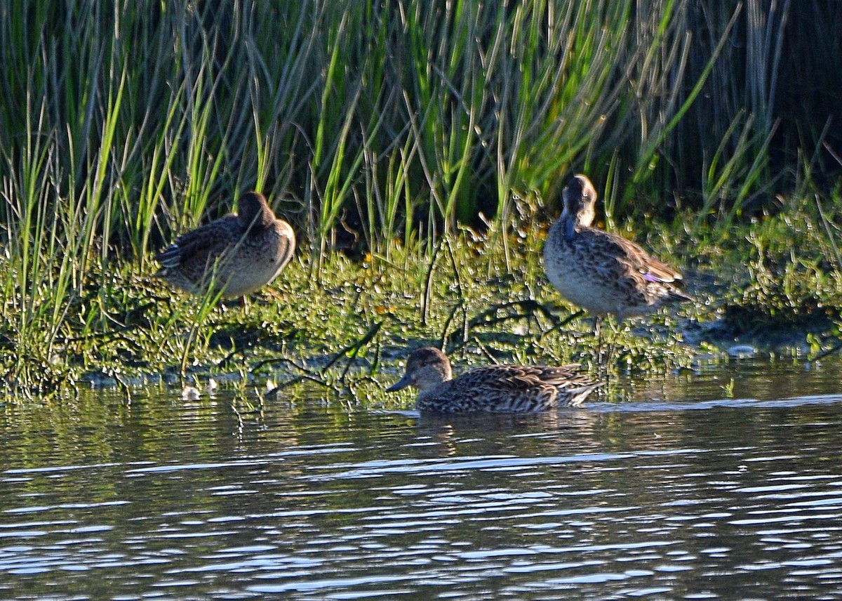 Green-winged Teal - ML614339588