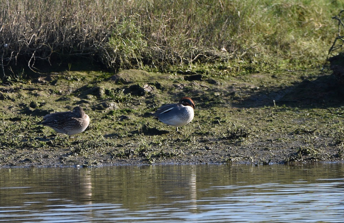 Green-winged Teal - ML614339590