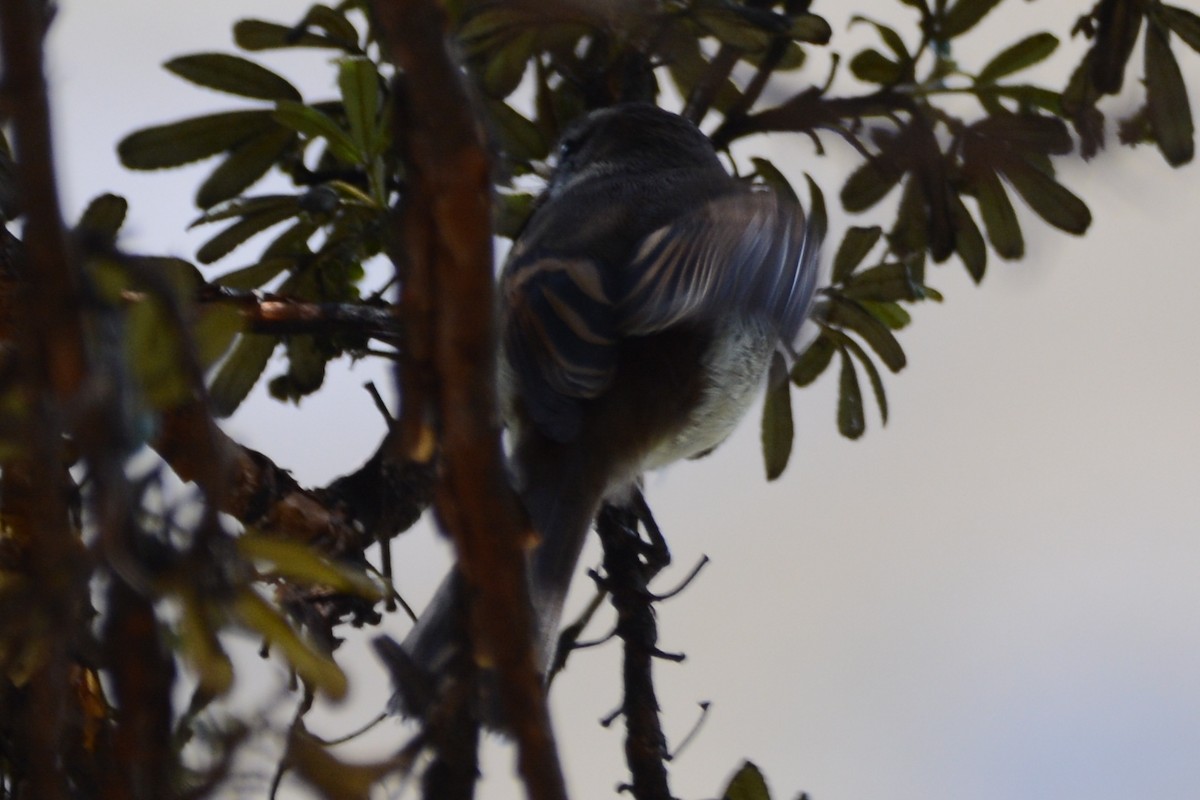 Brown-backed Chat-Tyrant - ML614339596