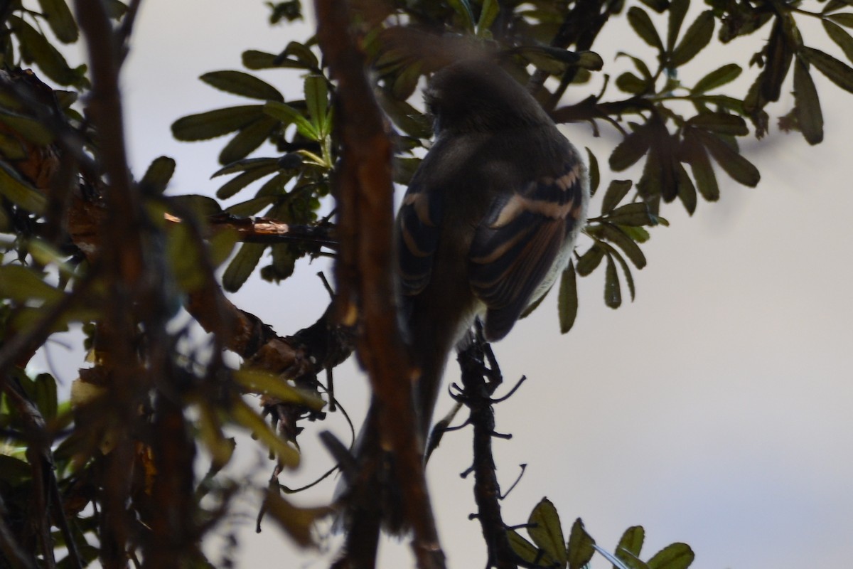 Brown-backed Chat-Tyrant - ML614339597