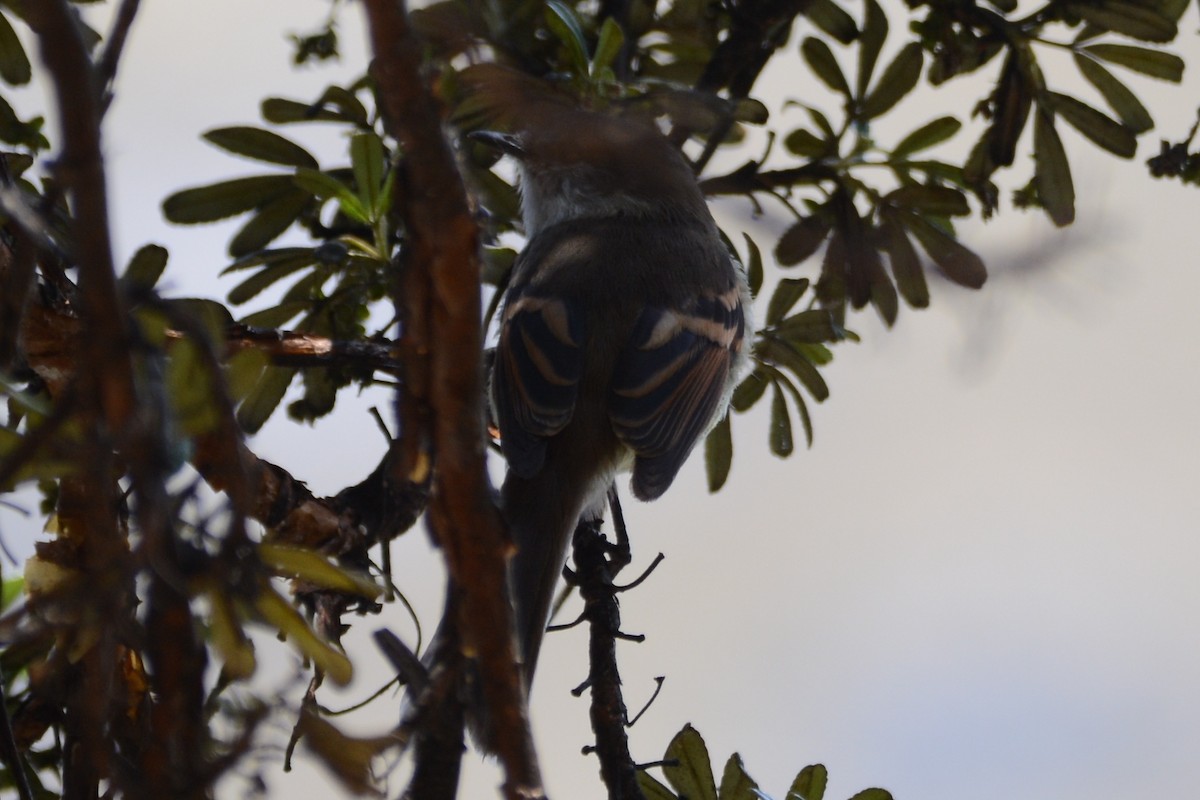Brown-backed Chat-Tyrant - ML614339598