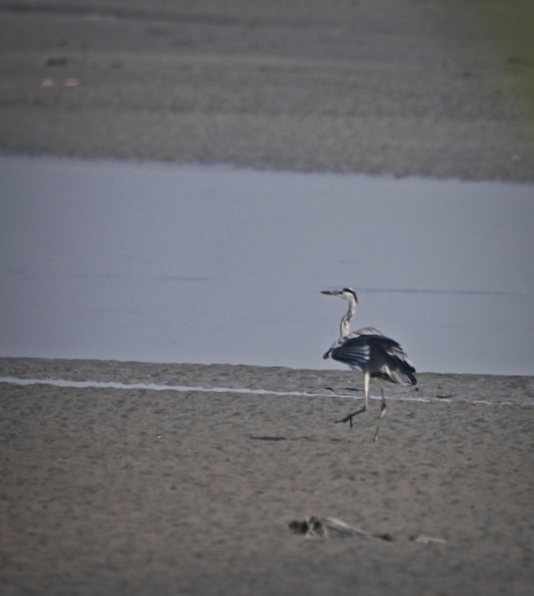 Gray Heron - Abhishek Sharma