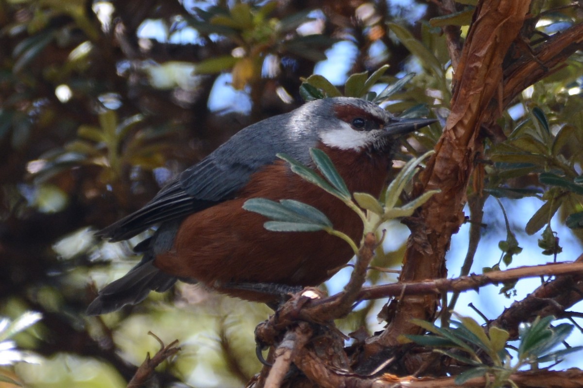 Giant Conebill - ML614339667