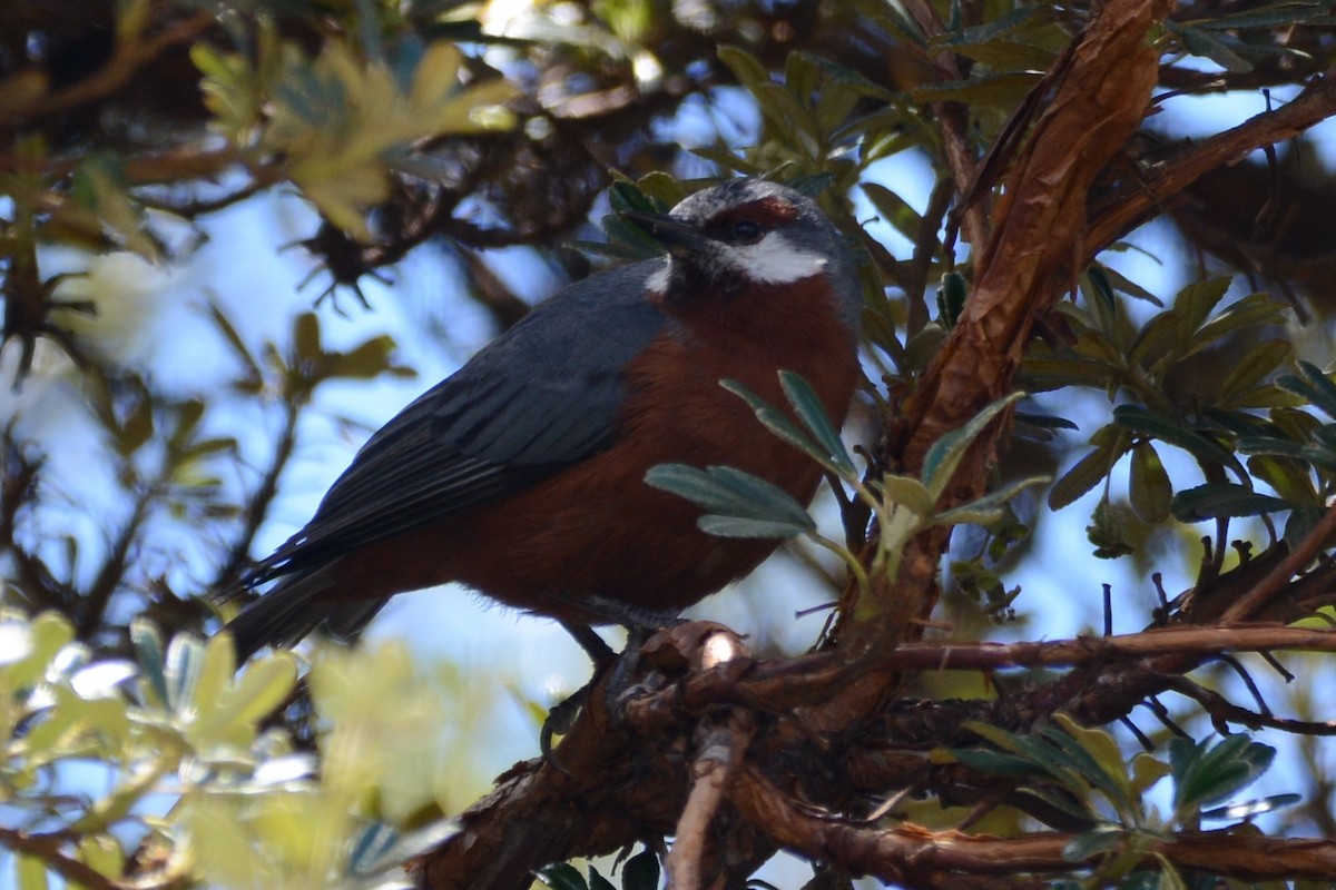 Giant Conebill - ML614339731