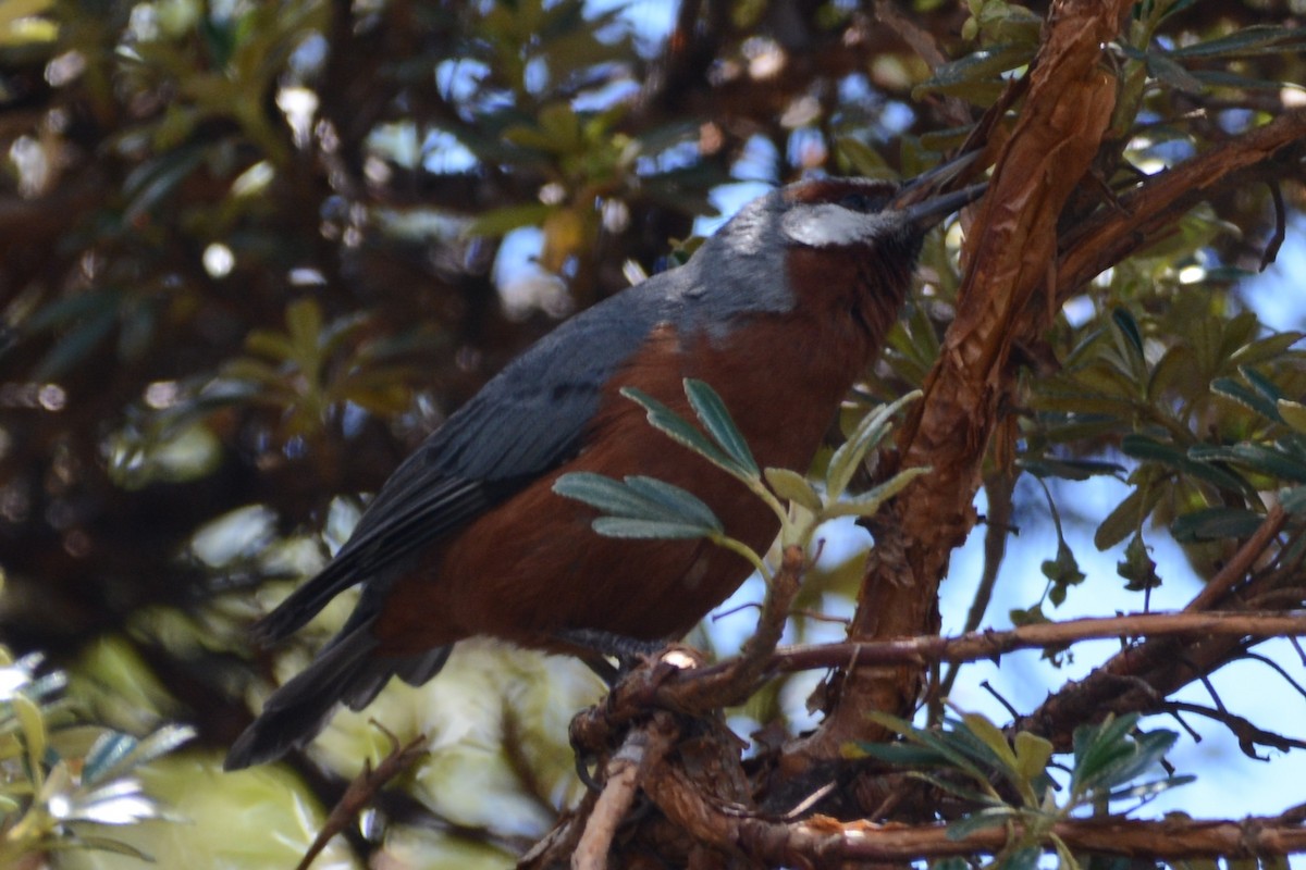 Giant Conebill - ML614339750