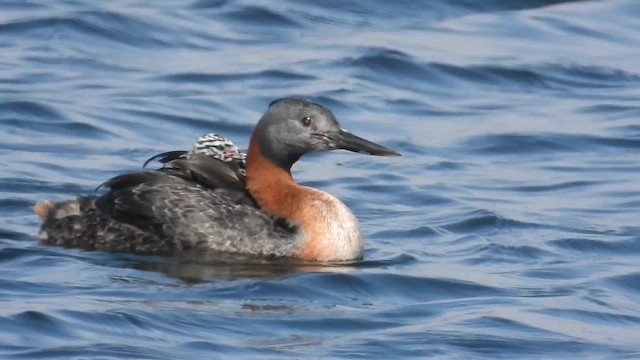 Great Grebe - ML614339751