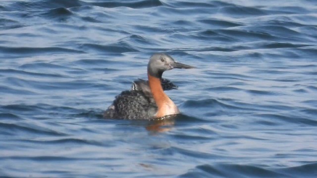 Great Grebe - ML614339755