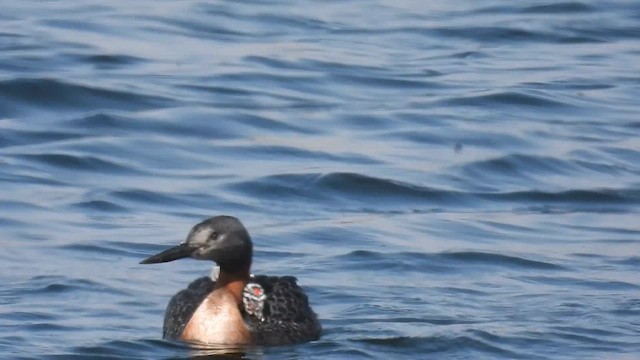 Great Grebe - ML614339775