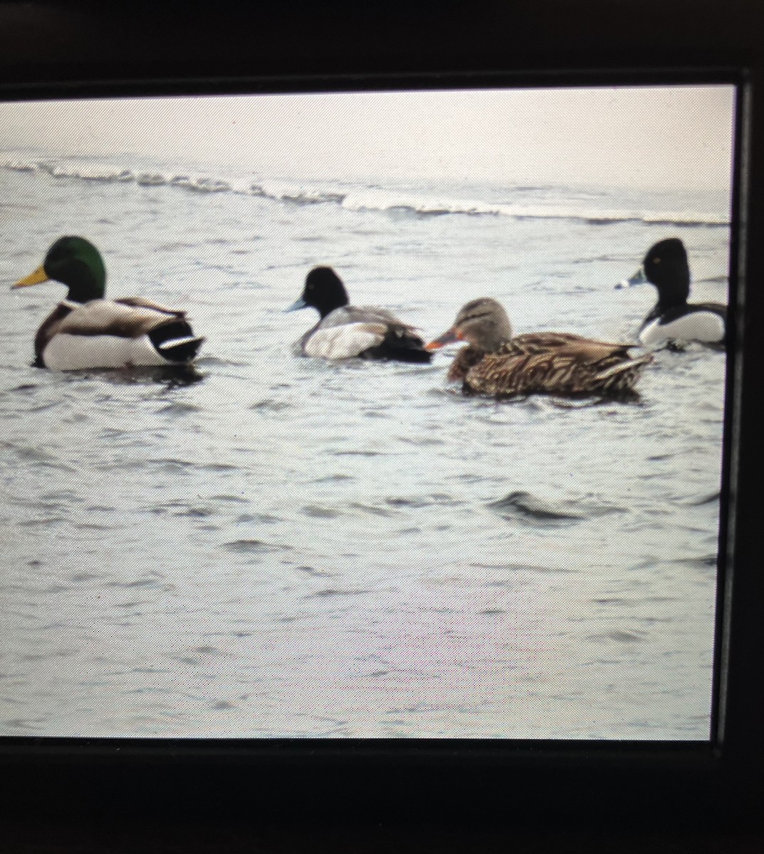 Lesser Scaup - ML614339889