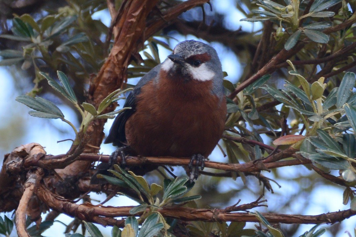 Giant Conebill - ML614339913