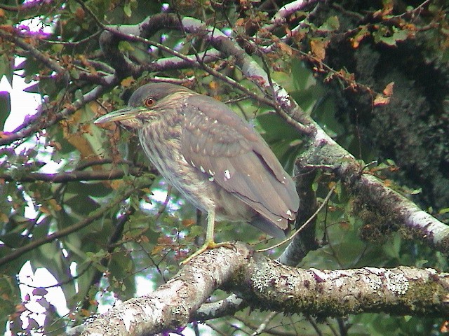 Black-crowned Night Heron - ML614339915