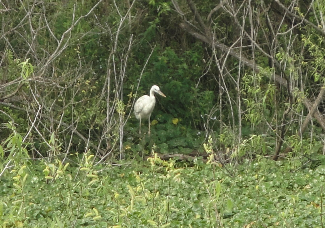Great Blue Heron (Great White) - Hector C. Cruzado