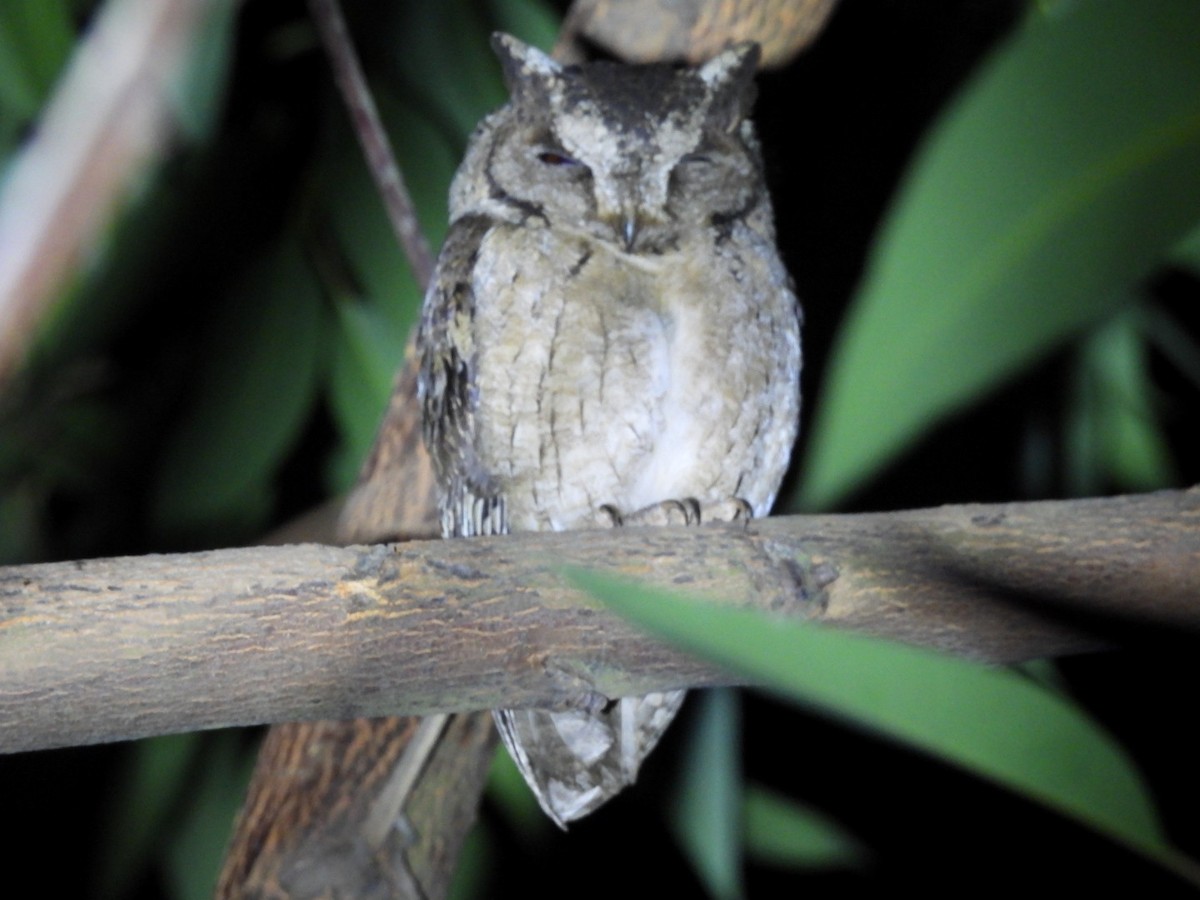 Indian Scops-Owl - Chandrika Khirani