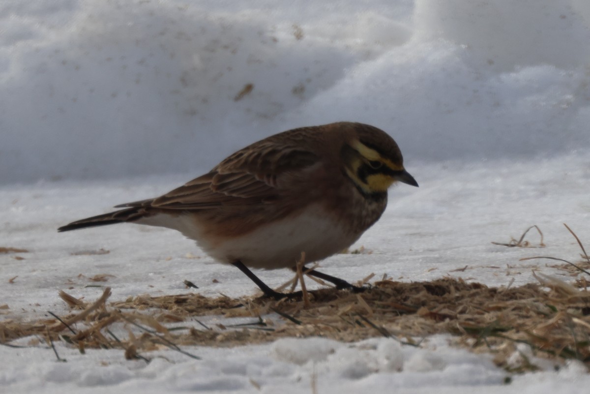 Horned Lark - Edward Flanders