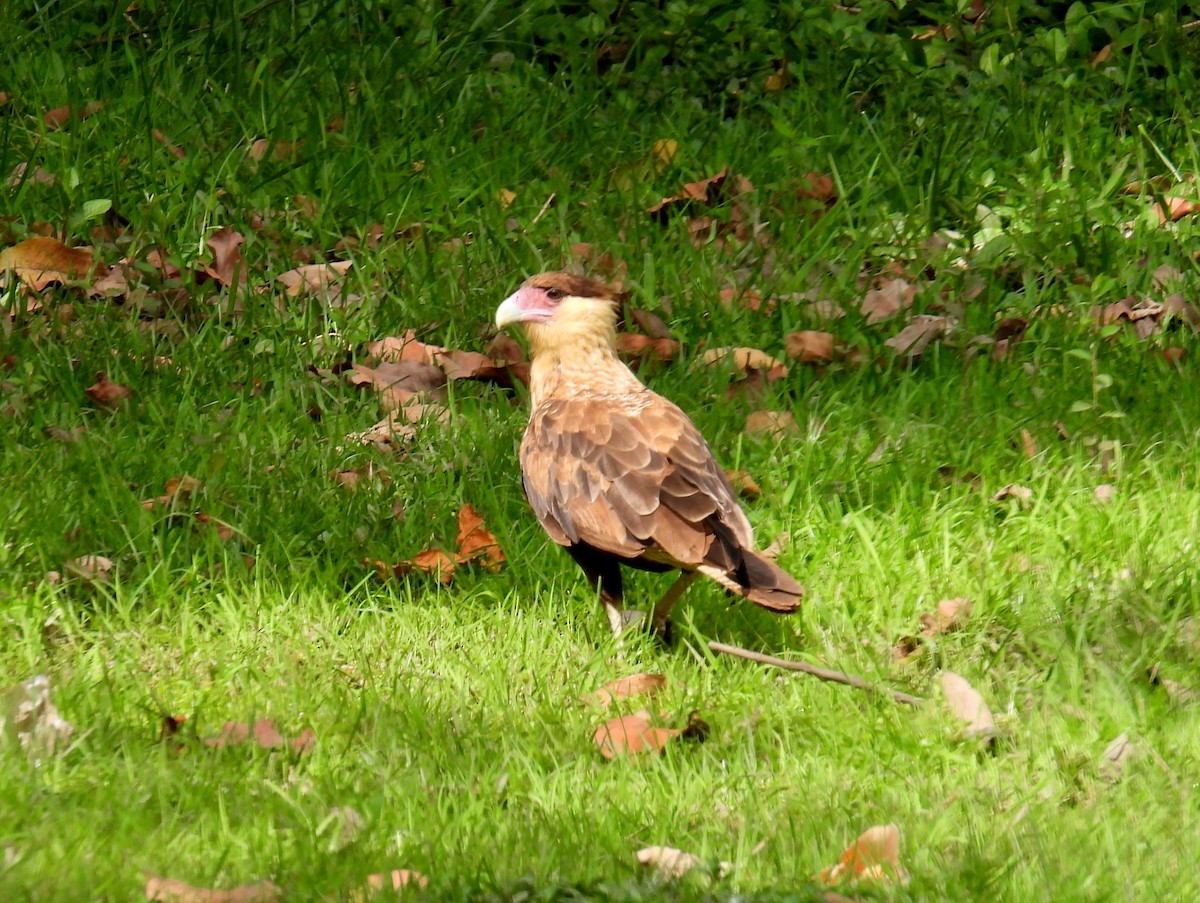 Crested Caracara (Southern) - ML614339946
