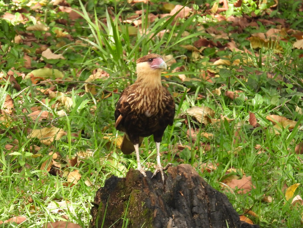 Crested Caracara (Southern) - ML614339947