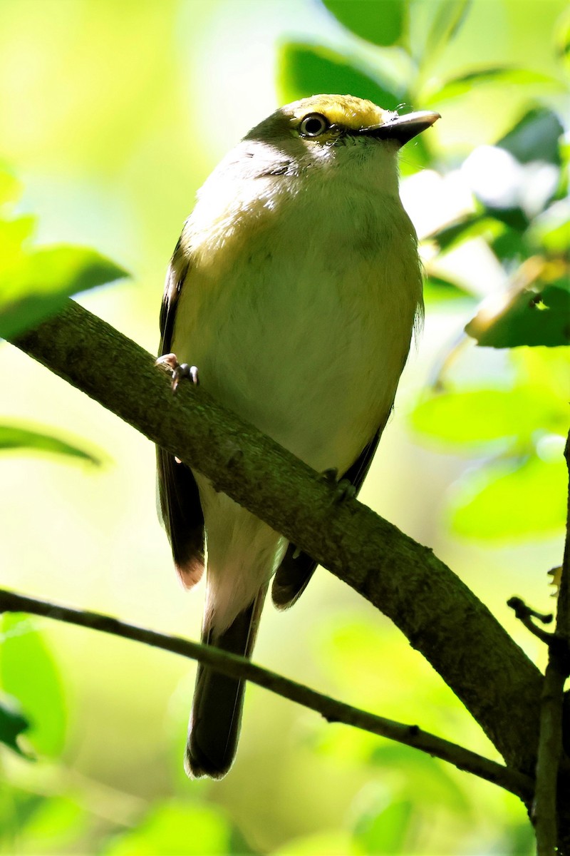 Viréo aux yeux blancs - ML614339959