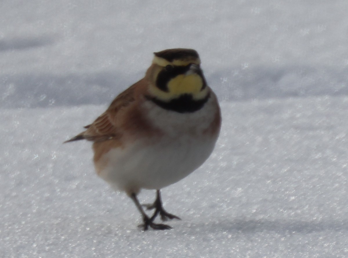 Horned Lark - Edward Flanders